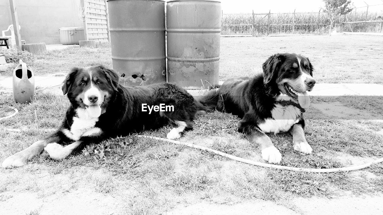 Portrait of dogs sitting on land