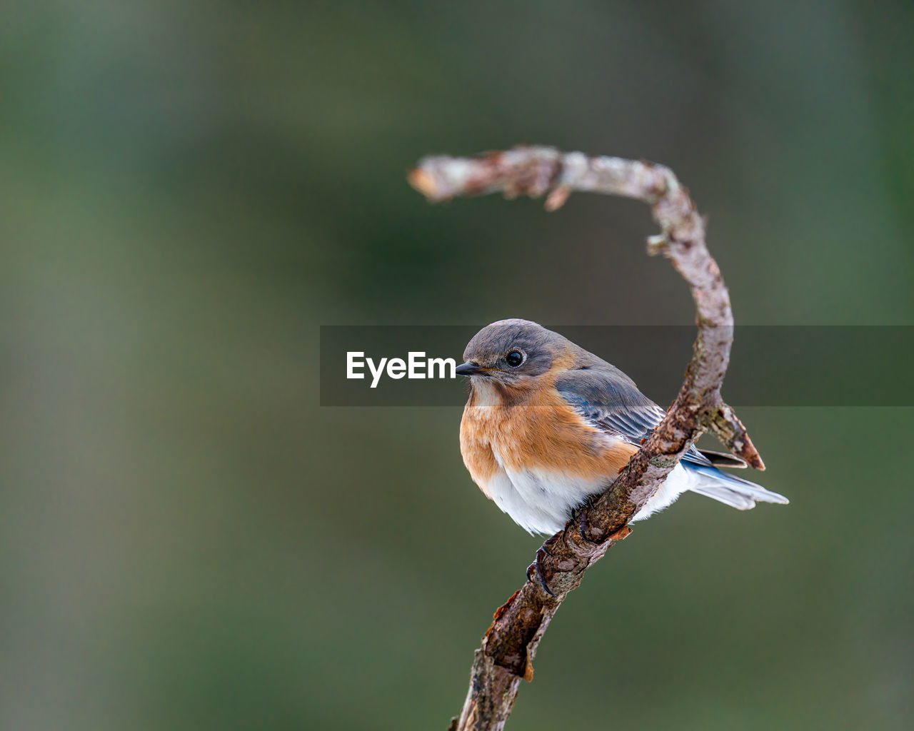 CLOSE-UP OF A BIRD PERCHING ON A BRANCH