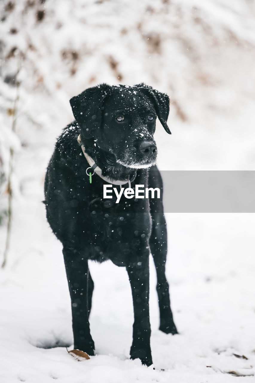 Portrait of black labrador dog in the winter snow