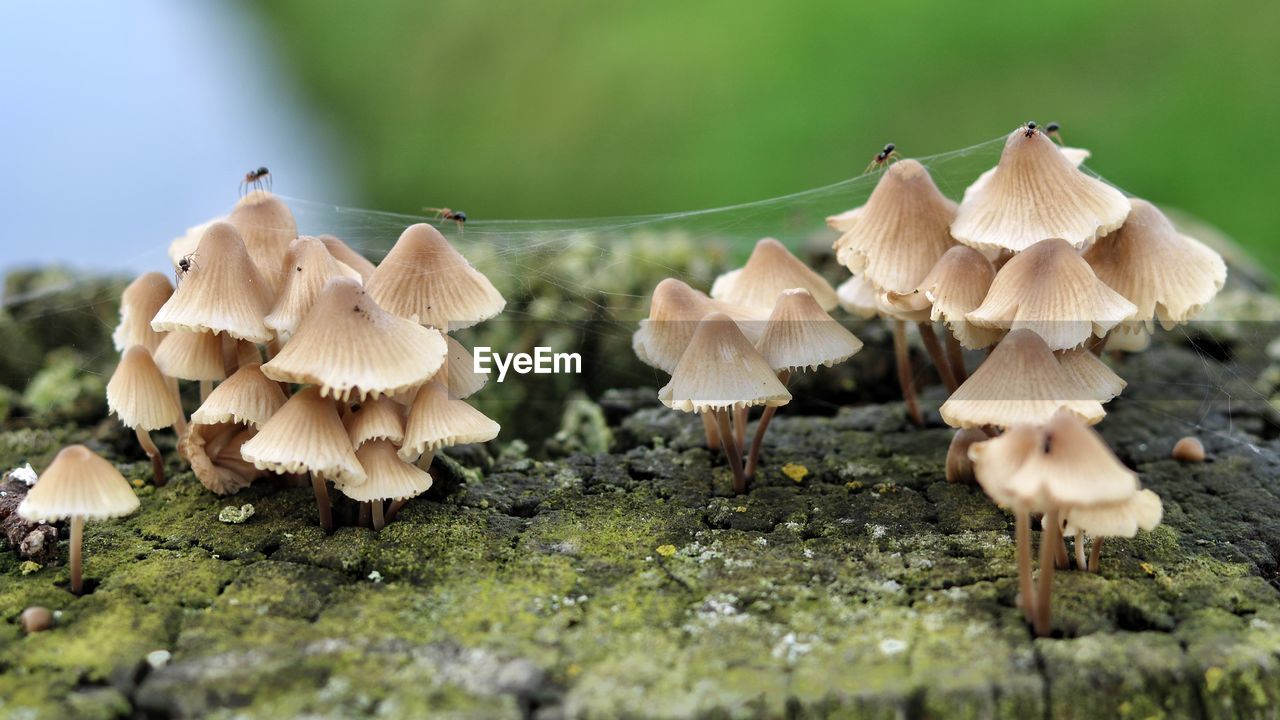 Close-up of mushrooms growing on field