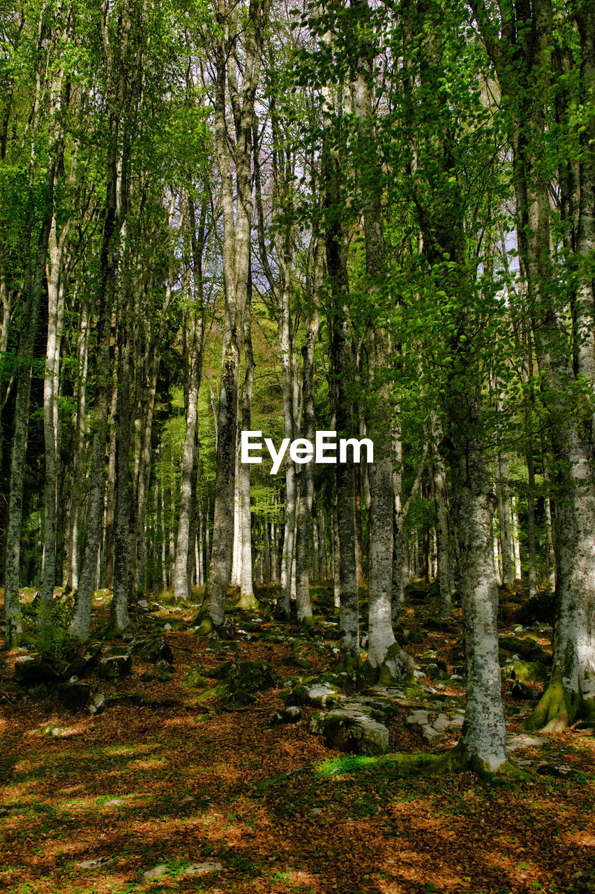 FOREST TREES IN AUTUMN