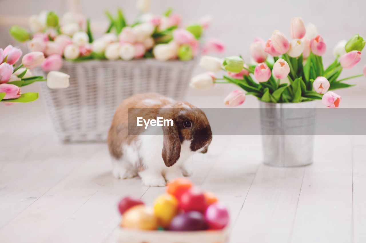 Rabbit sitting by tulips in container