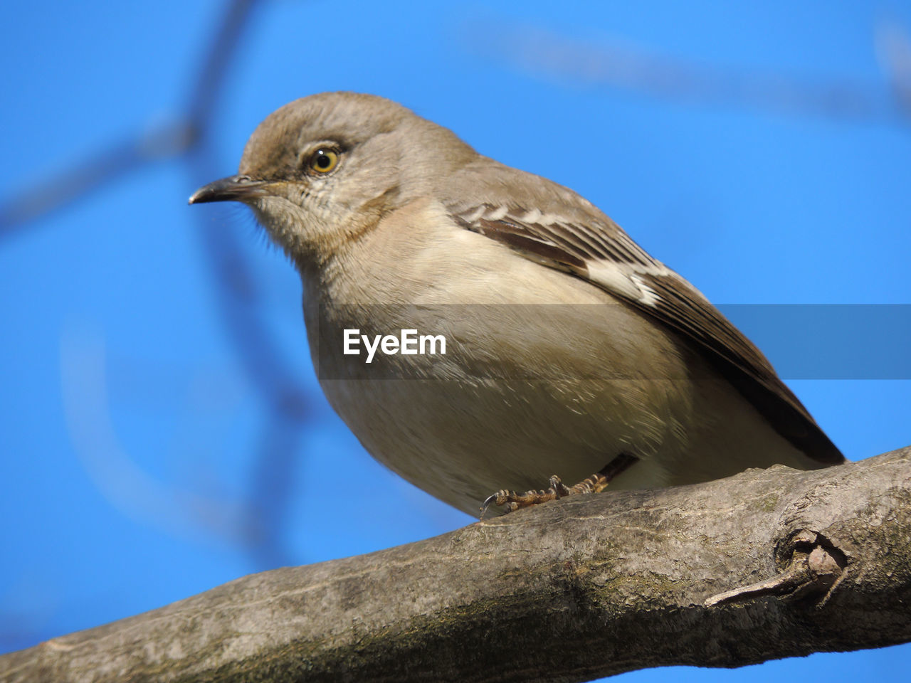 Low angle view of bird perching on tree against sky