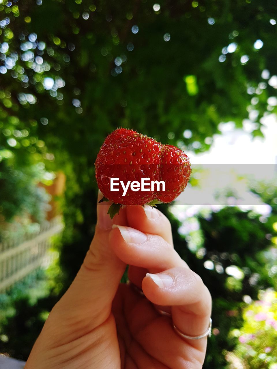 MIDSECTION OF PERSON HOLDING FRUIT