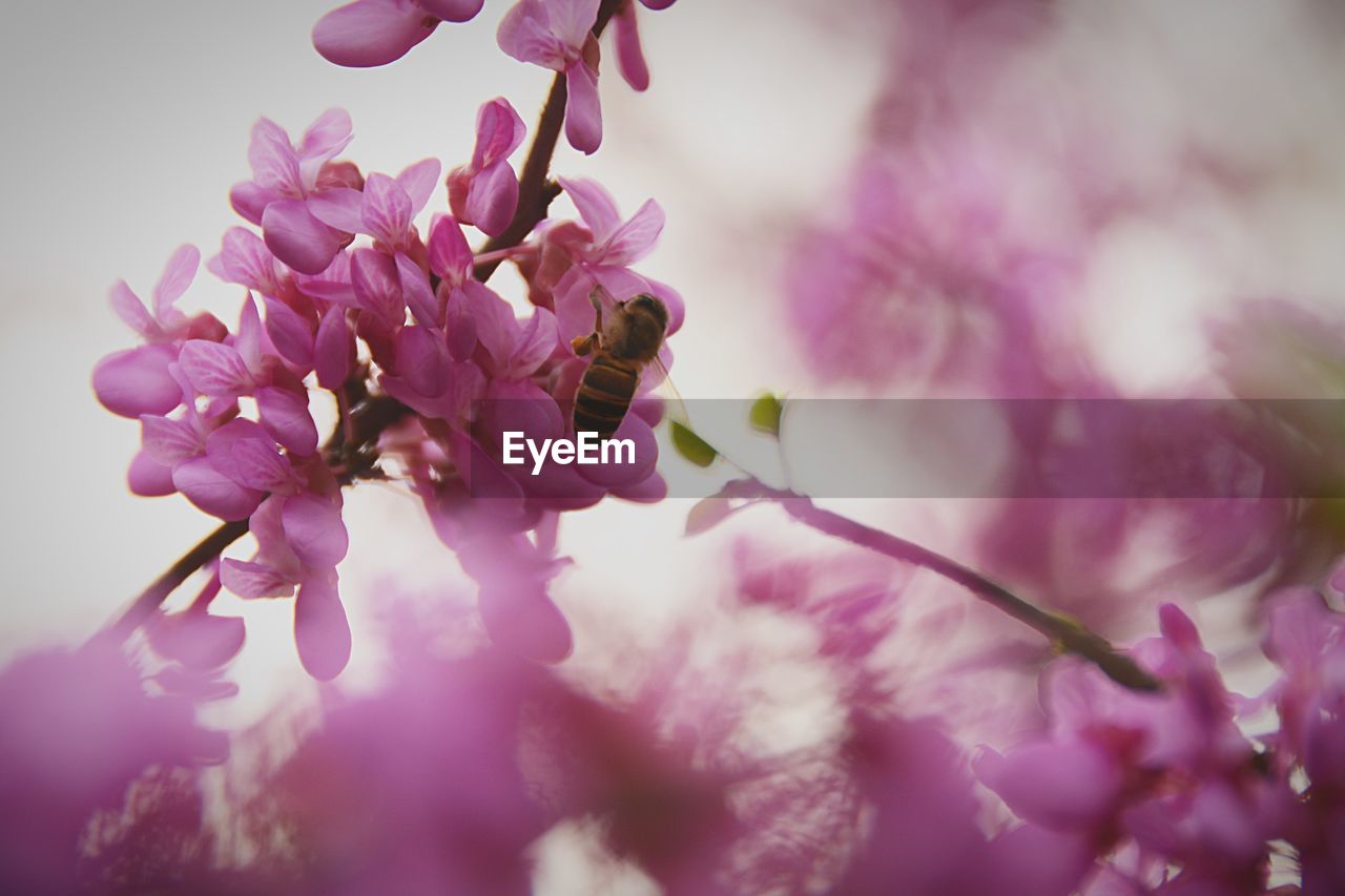 Close-up of insect on pink flowers