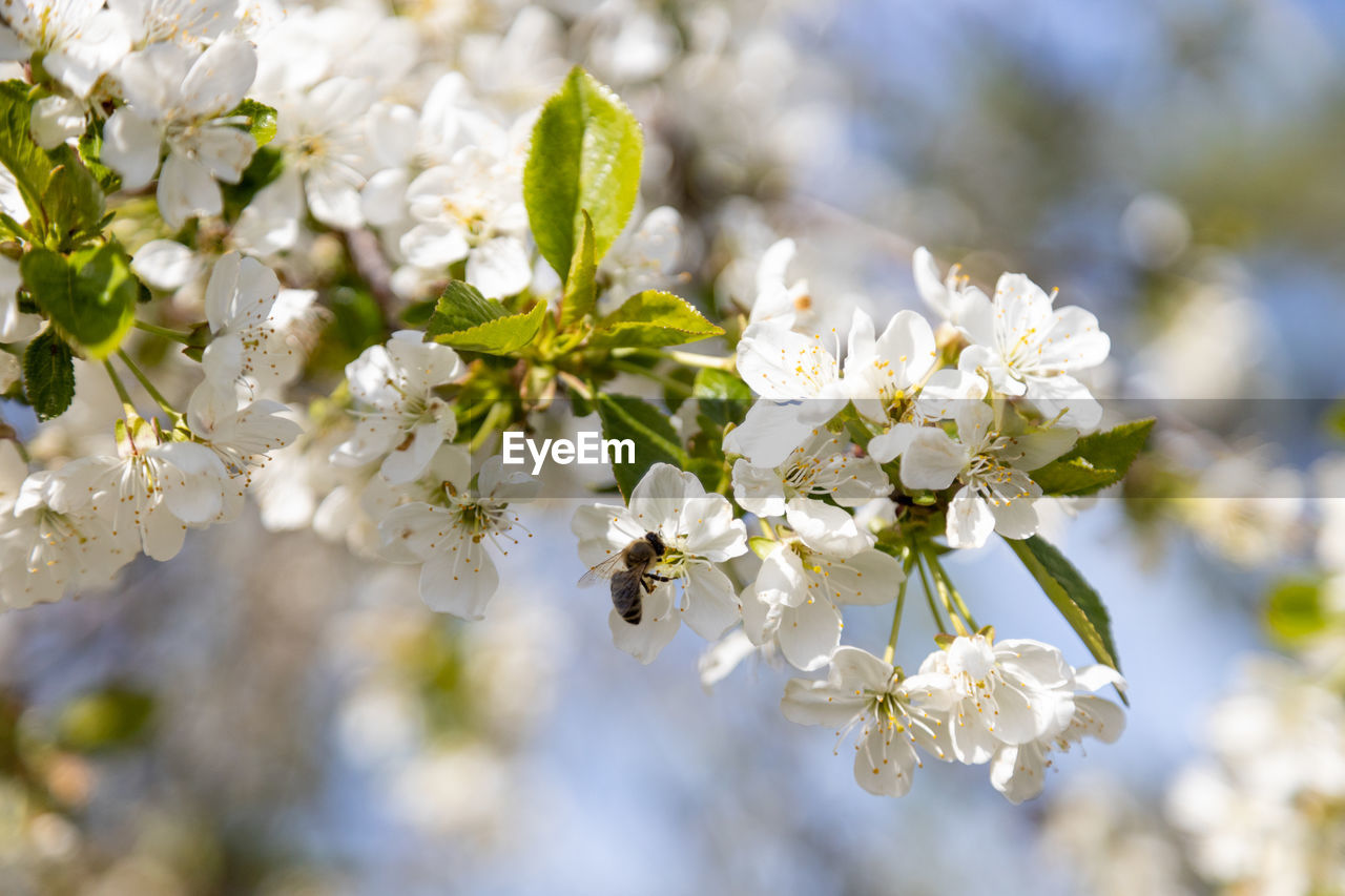 A bee collects pollen in flowers of a old sour cherry tree