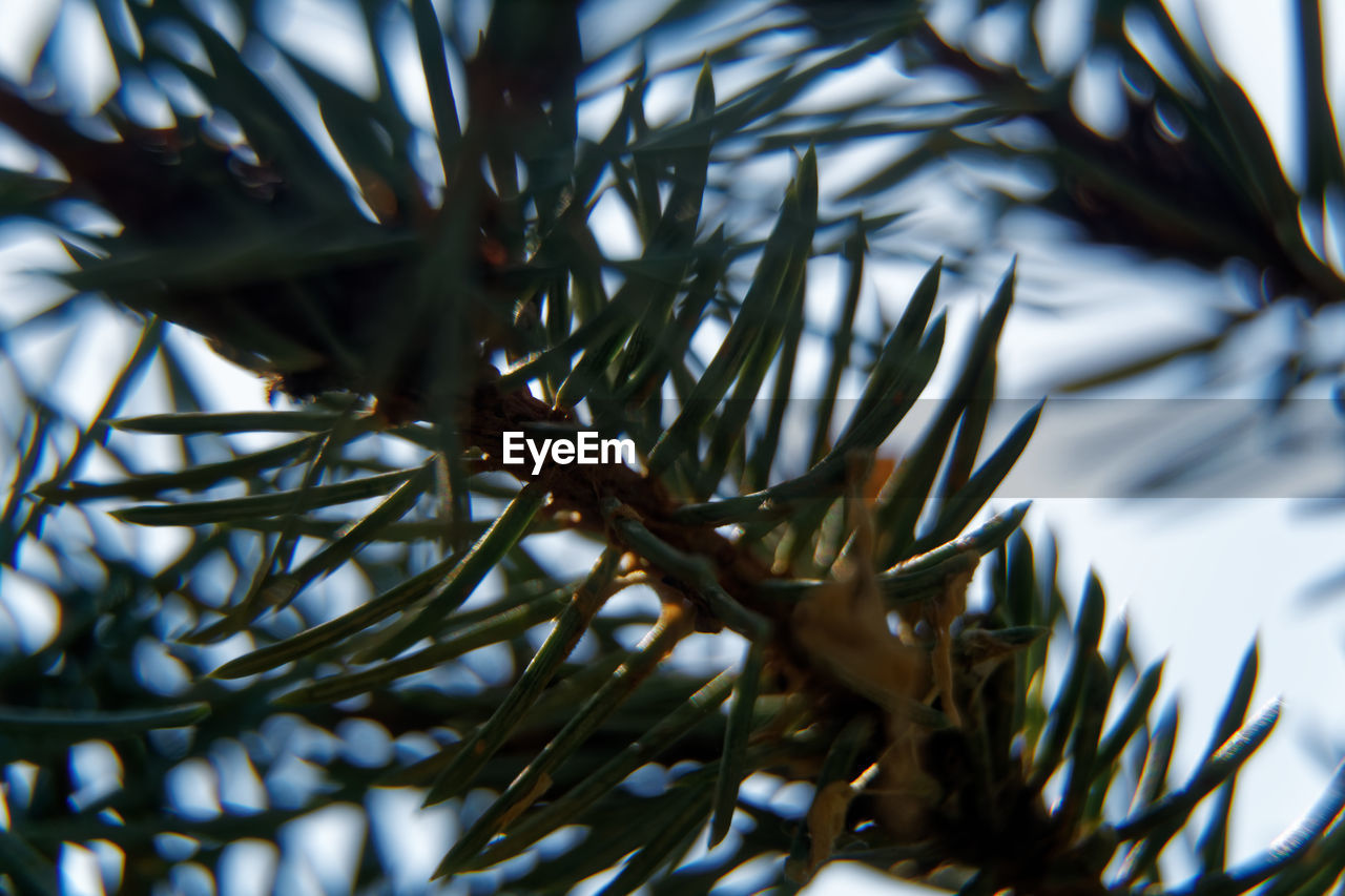 Low angle view of pine tree