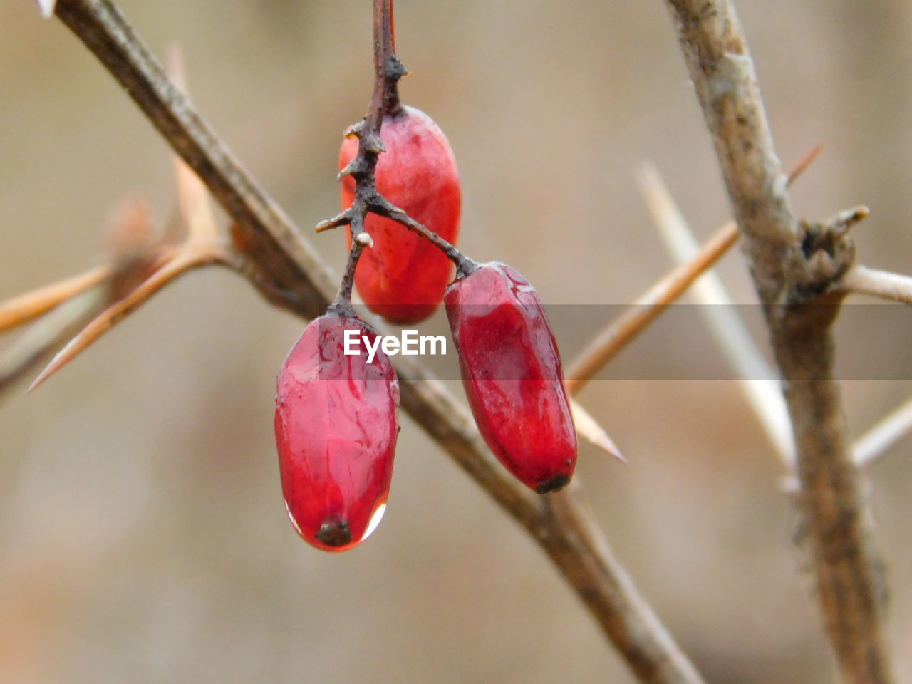 Close-up of water drop on red berries