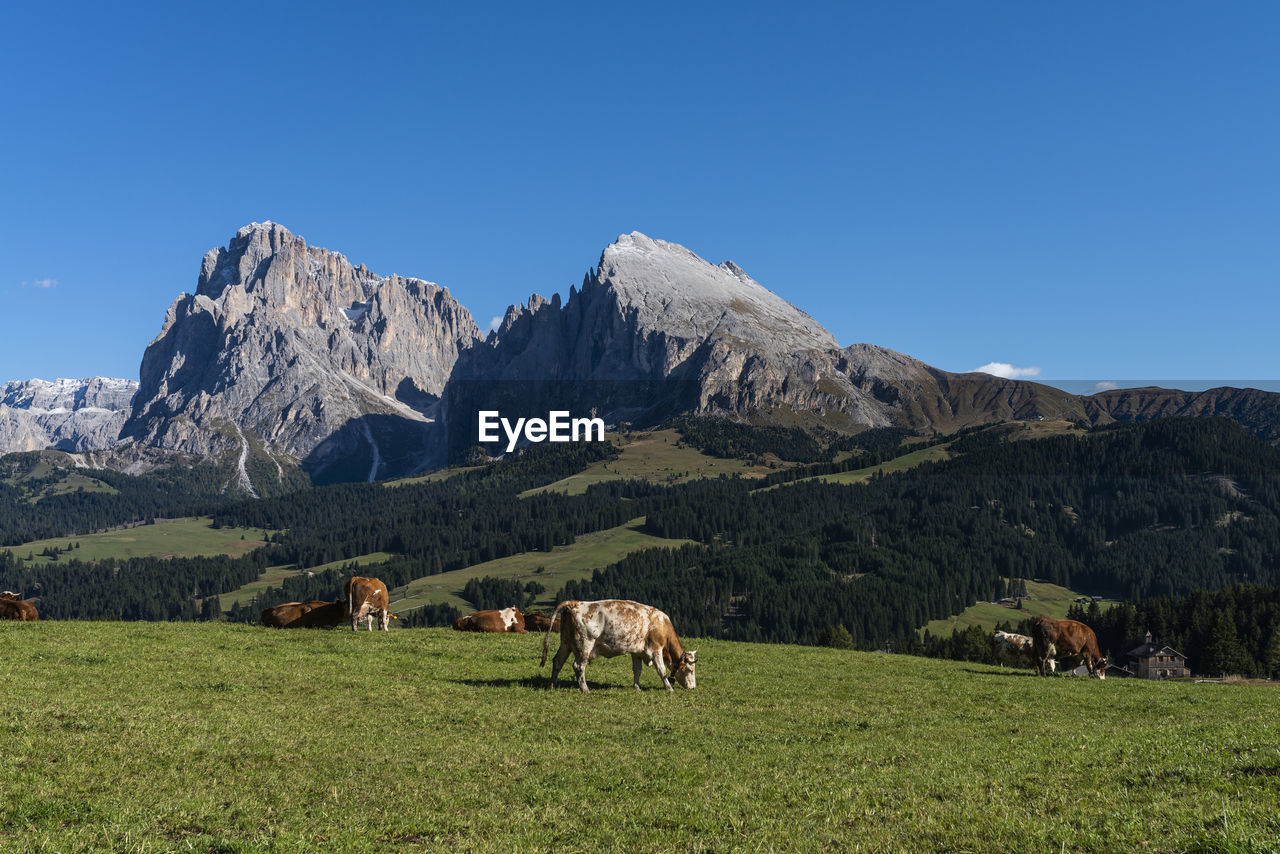 HORSES GRAZING IN FIELD