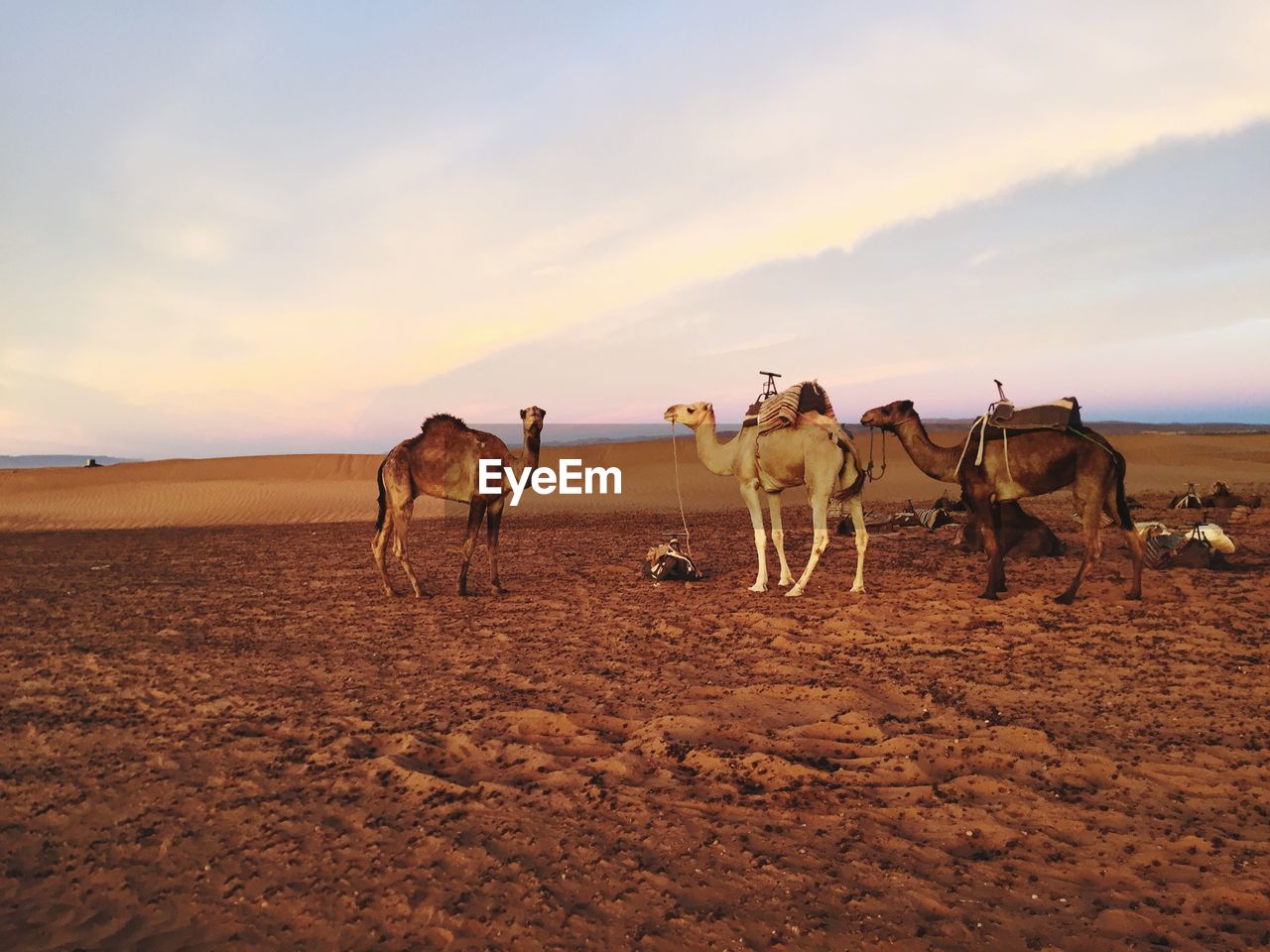 HORSES IN DESERT AGAINST SKY