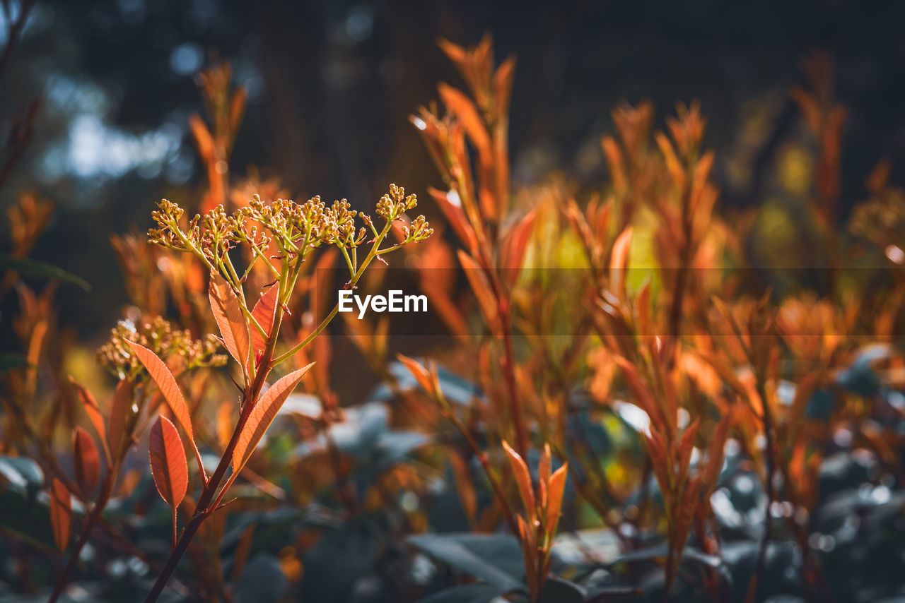 CLOSE-UP OF FLOWERING PLANTS ON LAND