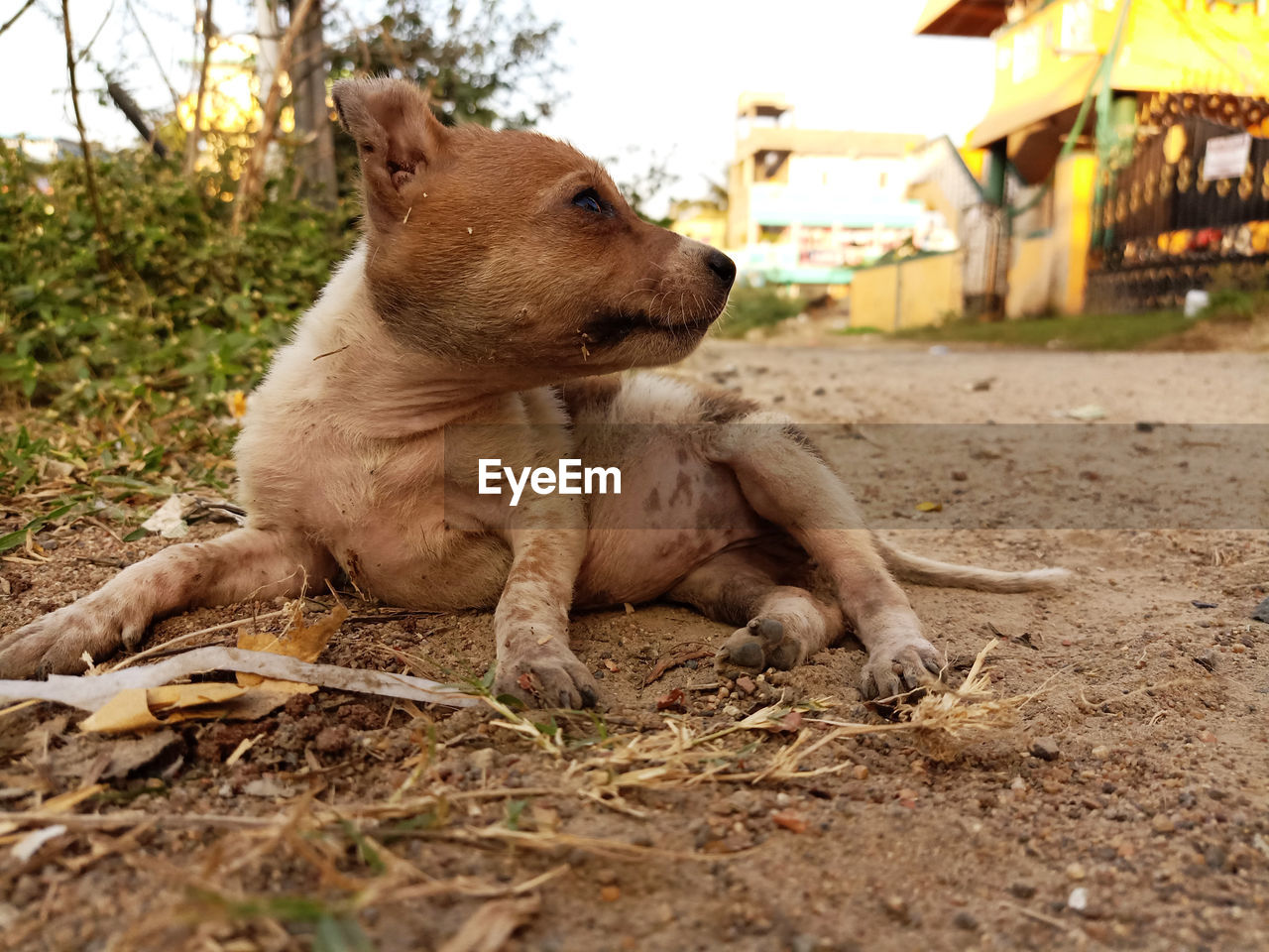 Cute little puppy sitting in the  street .