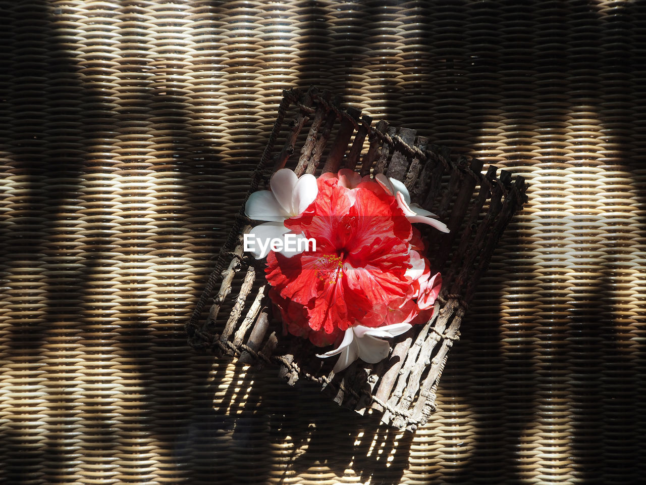 Directly above shot of flowers on table