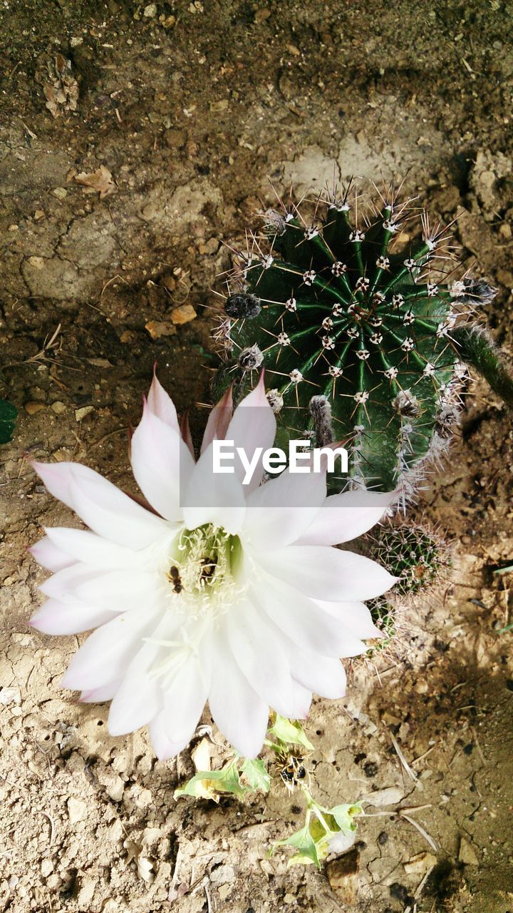 Elevated view of cactus in bloom