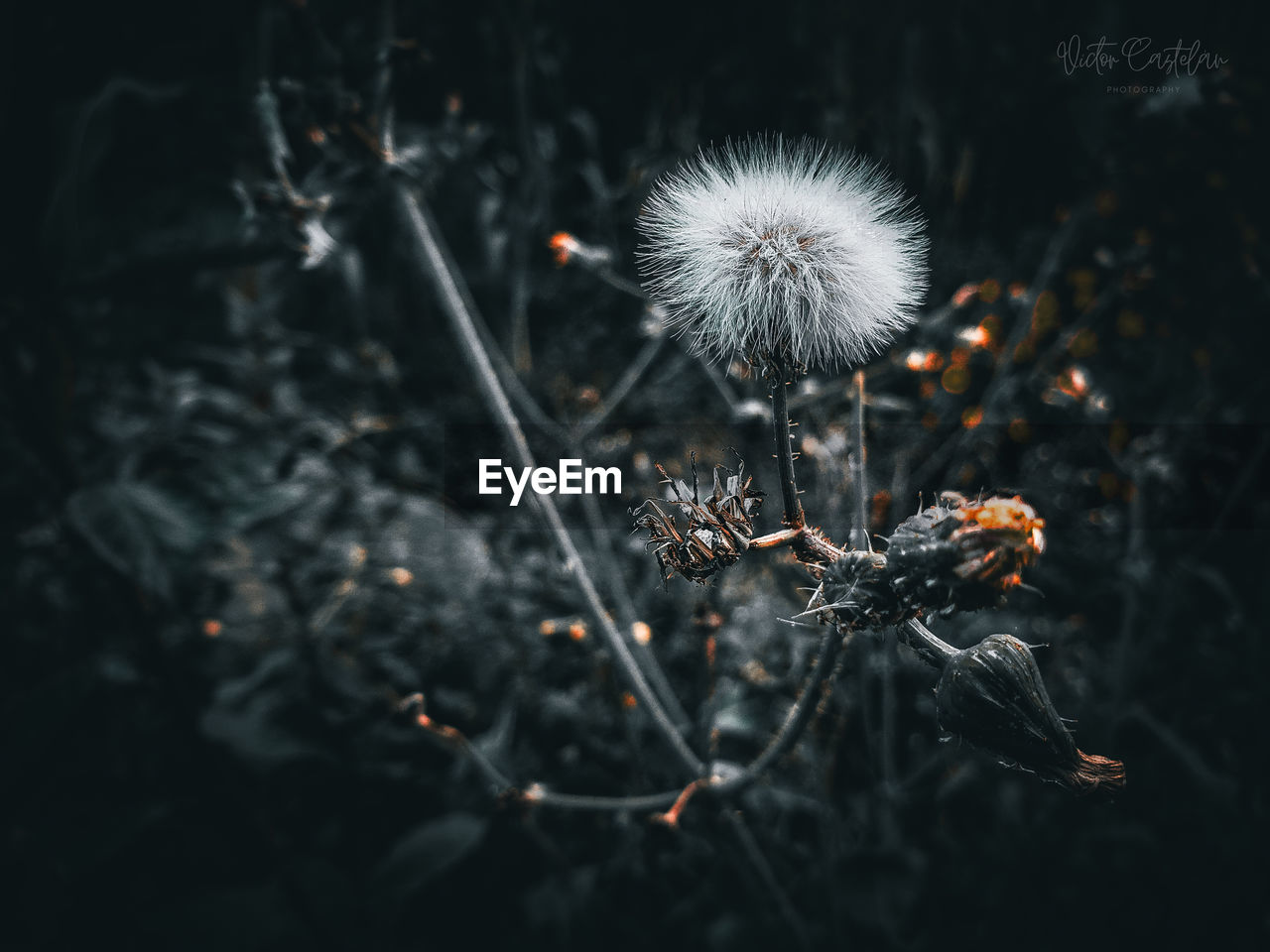 plant, flower, fragility, flowering plant, close-up, nature, beauty in nature, freshness, no people, macro photography, focus on foreground, growth, dandelion, outdoors, flower head, darkness, inflorescence, day, selective focus, tranquility, leaf, plant stem