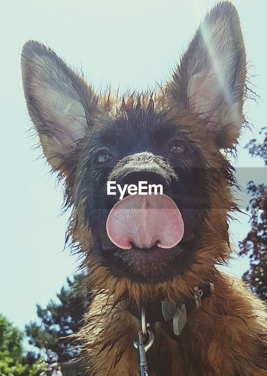 Close-up portrait of dog sticking out tongue against clear sky