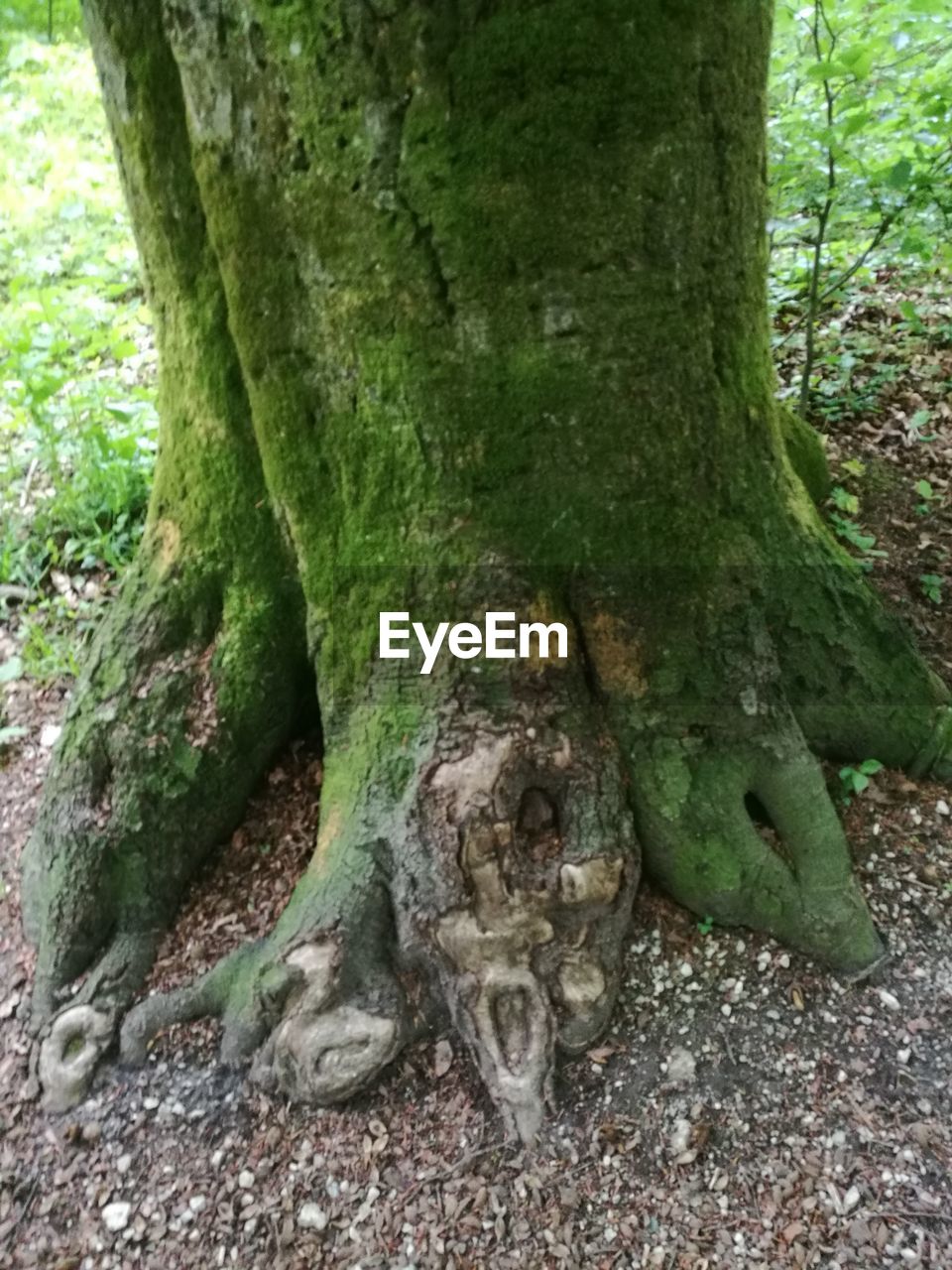 CLOSE-UP OF TREE BARK