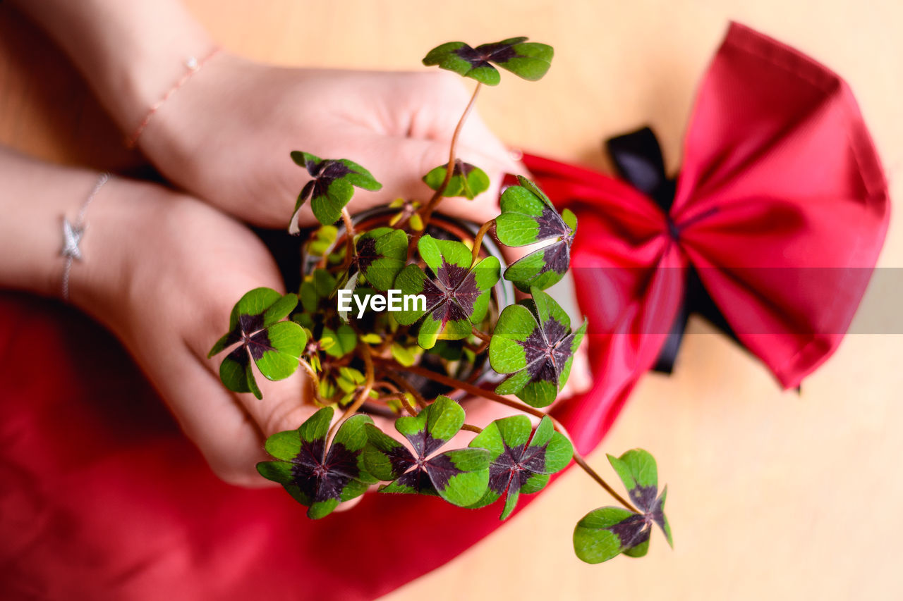 Cropped hands of woman holding potted plant