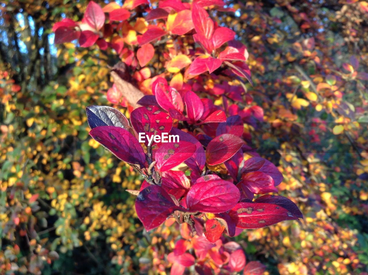 CLOSE-UP OF FLOWERS ON TREE TRUNK