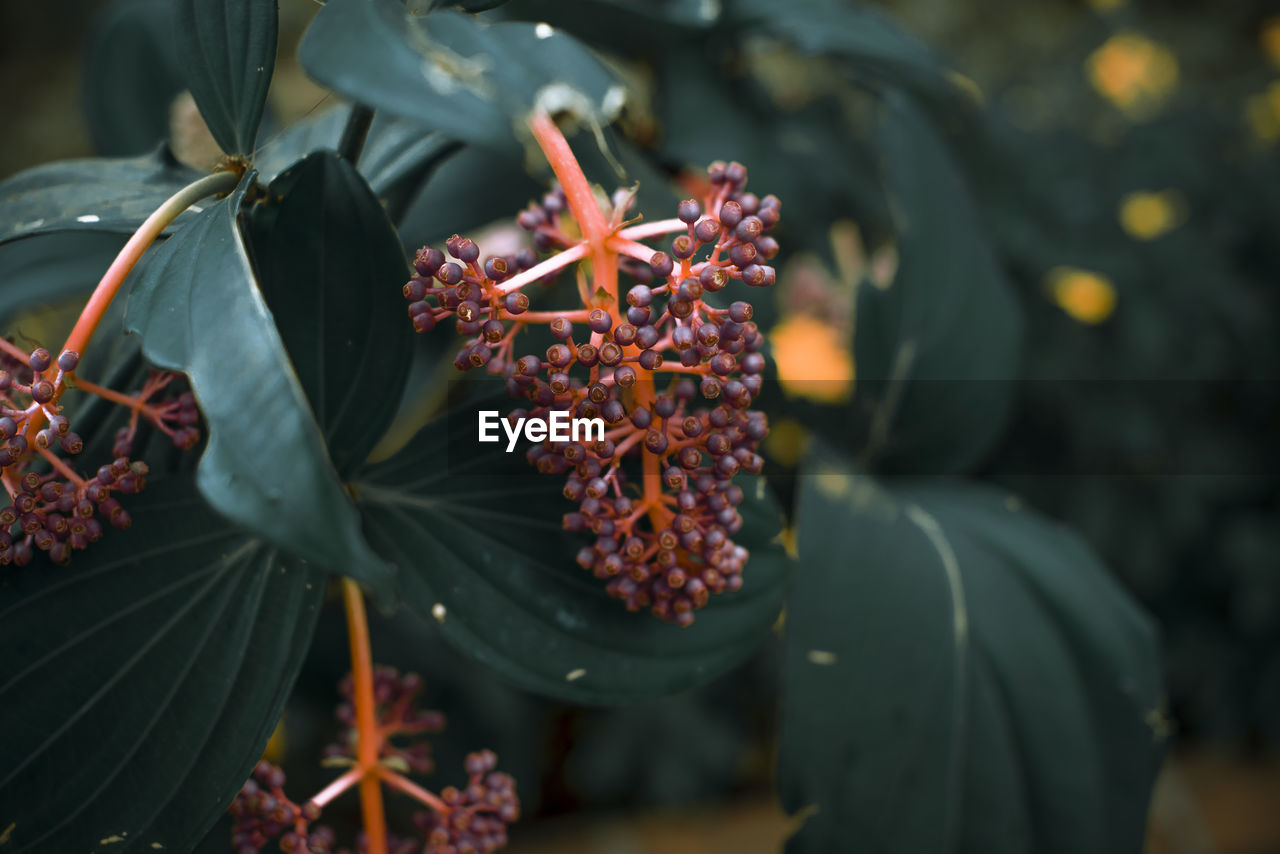 Close-up of red flowering plant