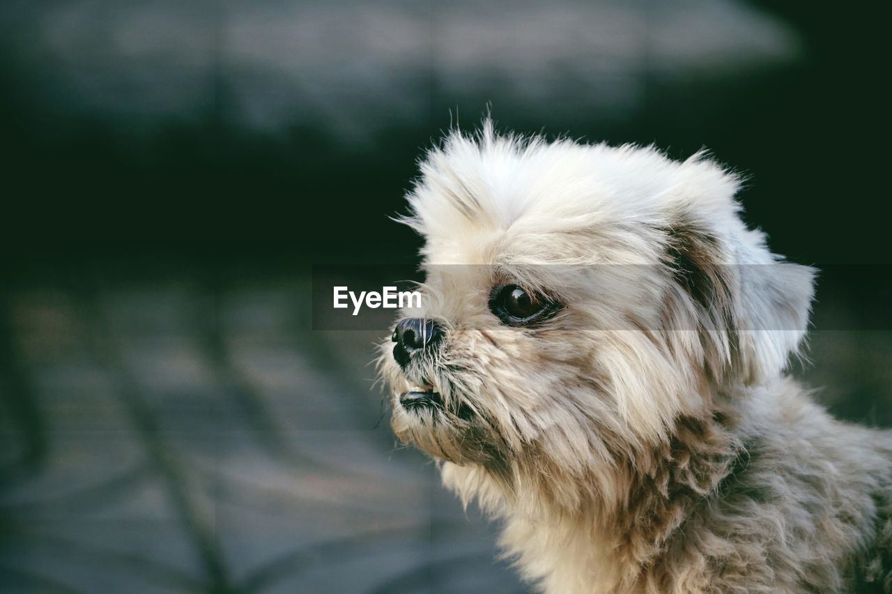 Close-up of dog looking away