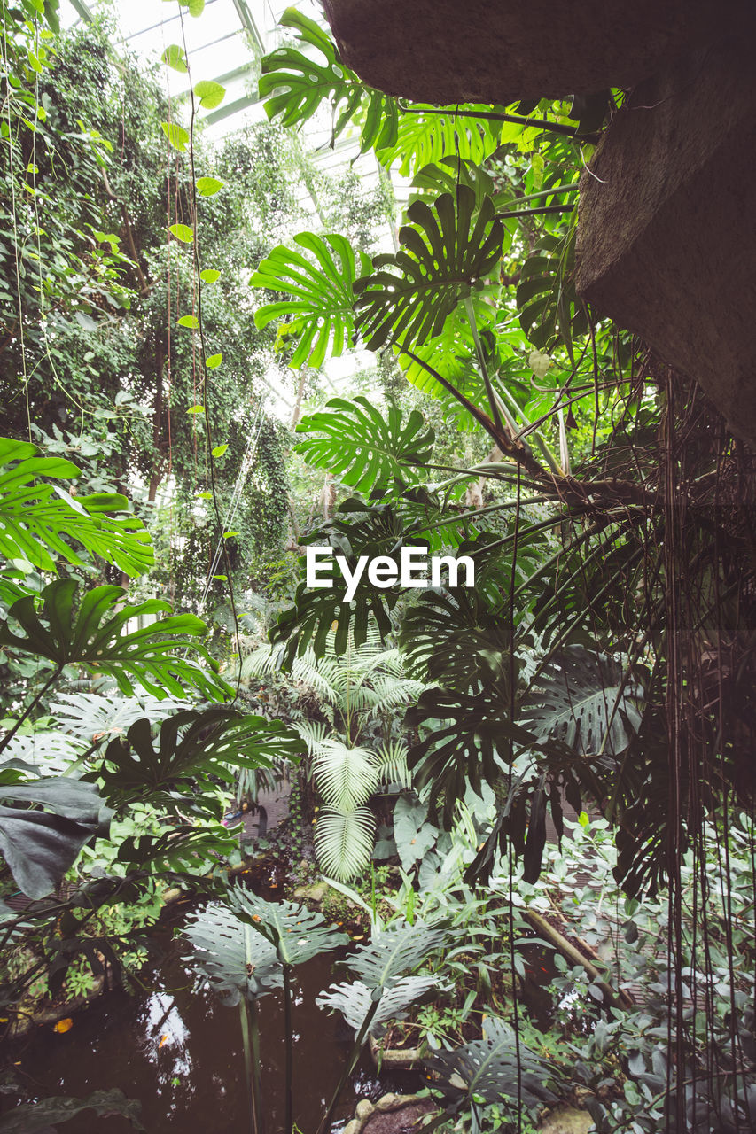 Trees growing in forest - jardin des plantes - muséum national d histoire naturelle