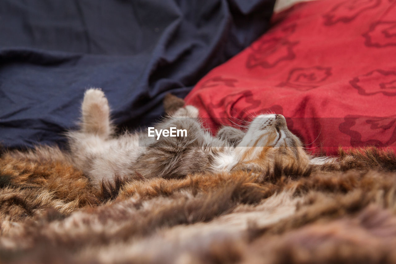 Close-up of cat sleeping on bed