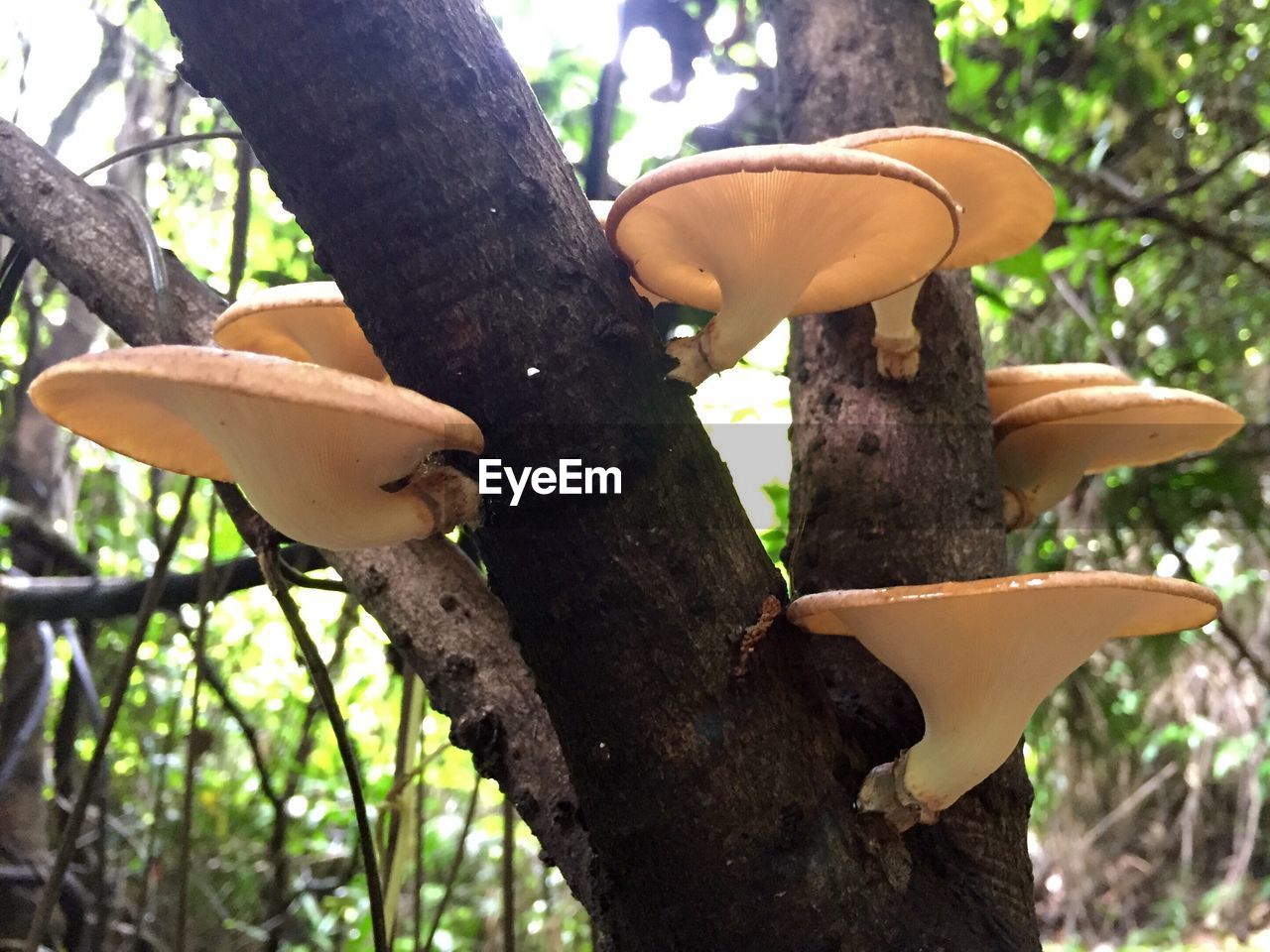 CLOSE-UP OF TREE TRUNK IN FOREST