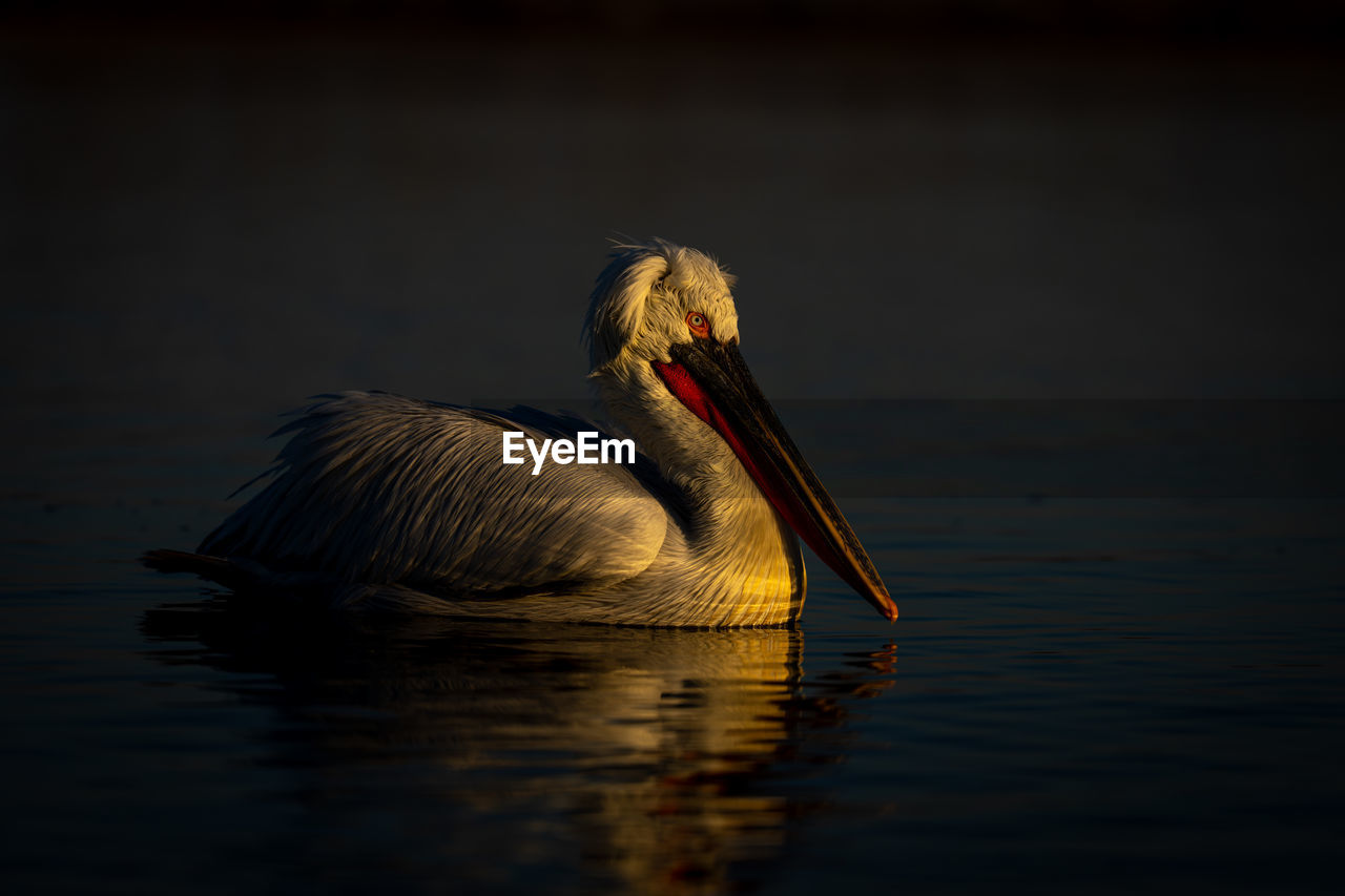 close-up of pelican against lake