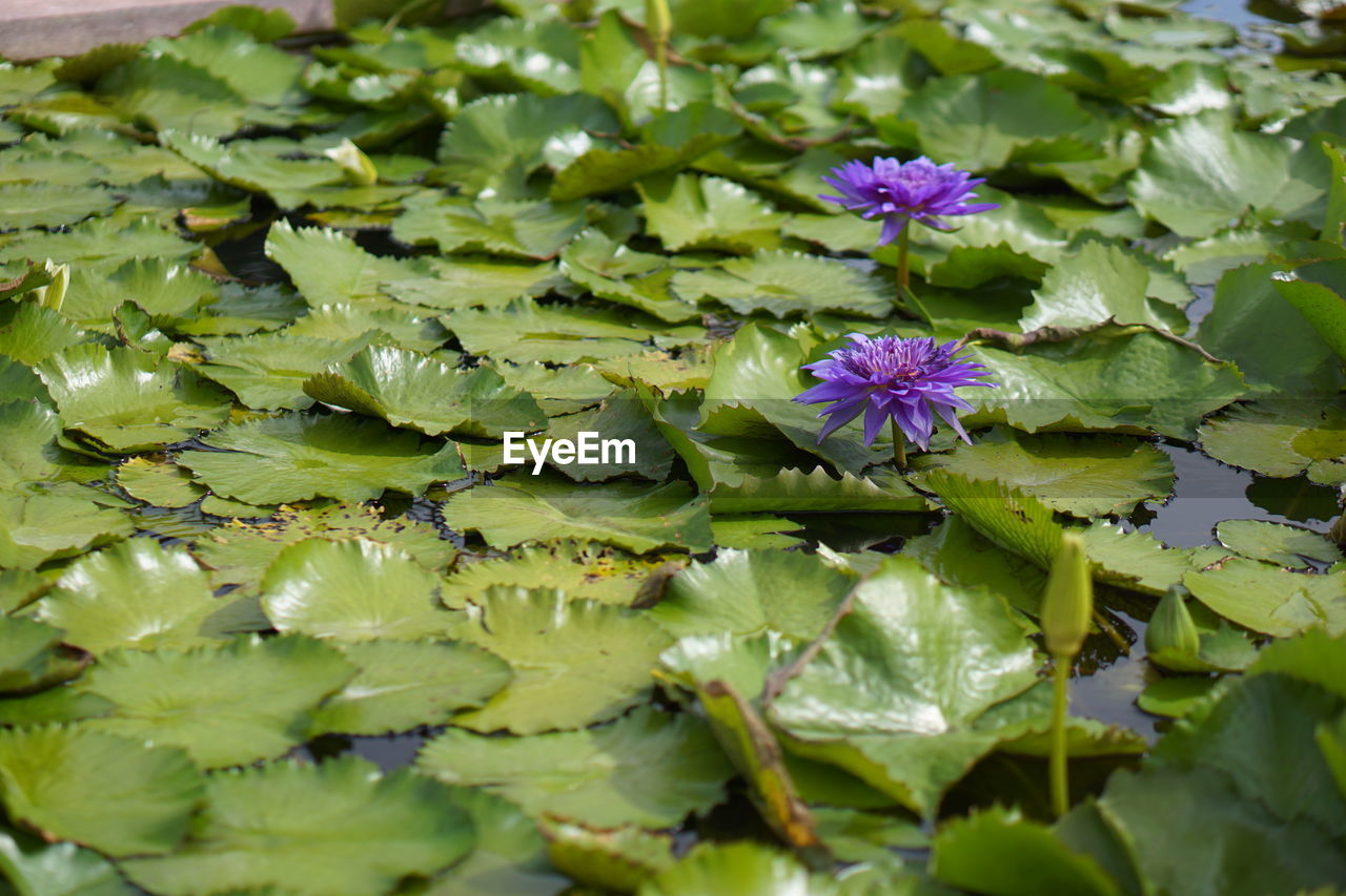 Close-up of purple lotus water lily in lake