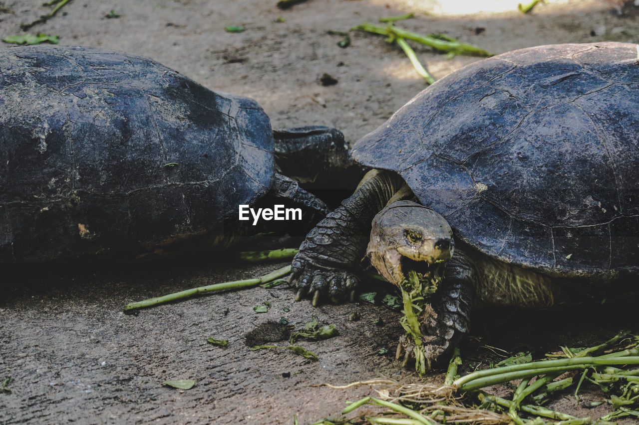 CLOSE-UP OF TORTOISE ON FIELD