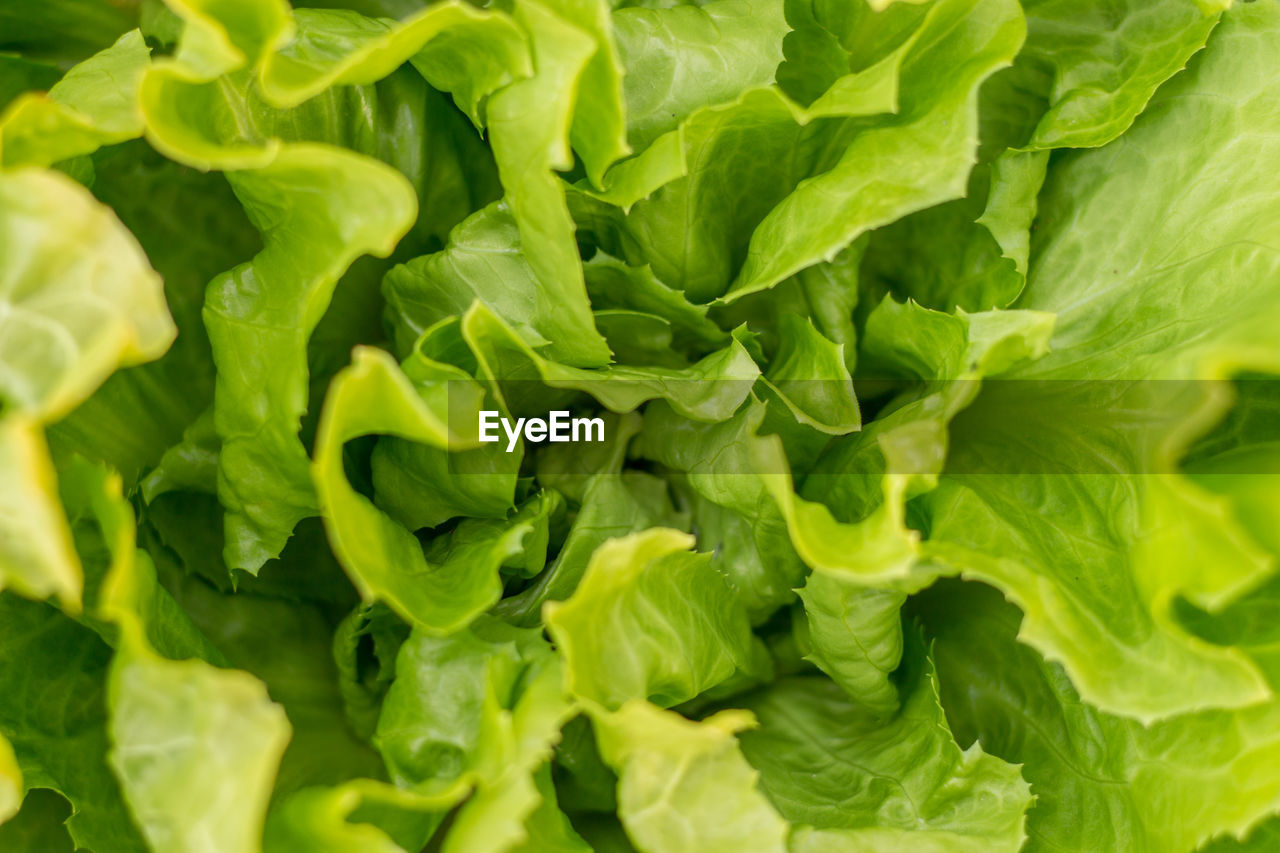 The organic cultivation of lettuce