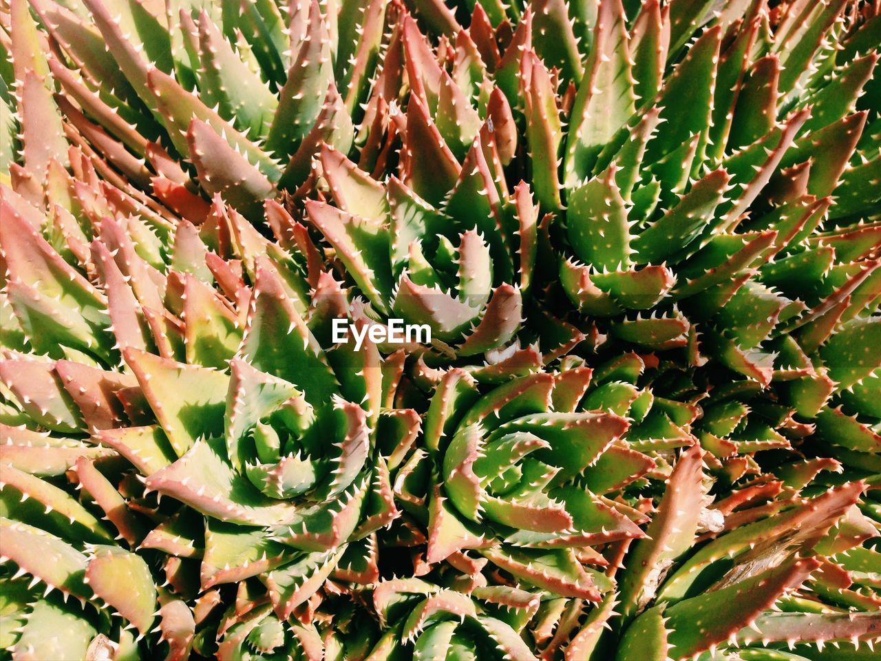 CLOSE-UP OF SUCCULENT PLANT