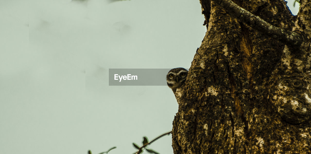 CLOSE-UP OF BIRD PERCHING ON TREE TRUNK