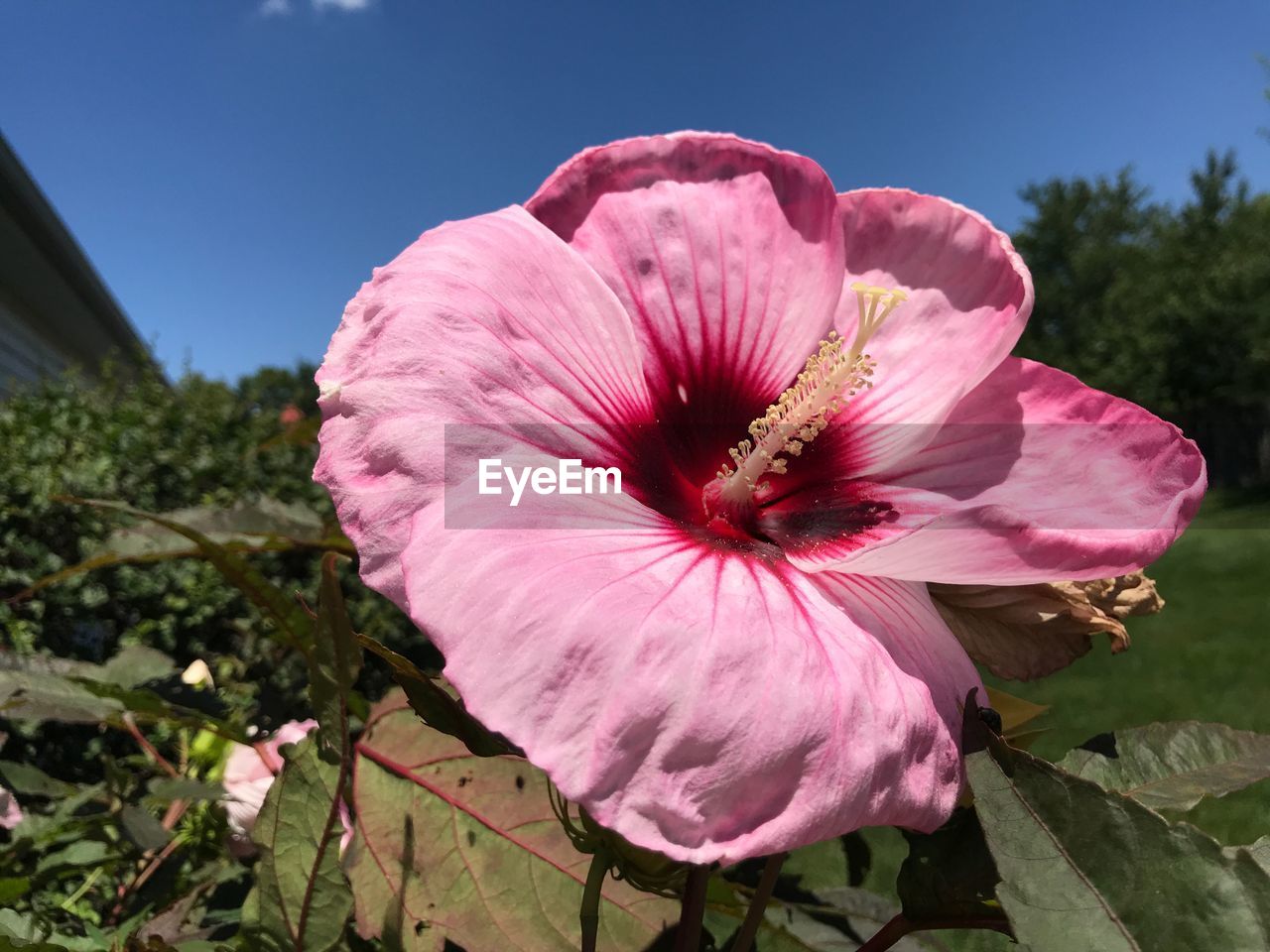 Close-up of pink hibiscus