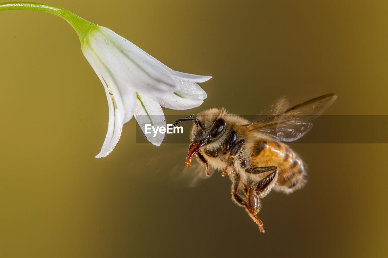 CLOSE-UP OF HONEY BEE POLLINATING ON FLOWER