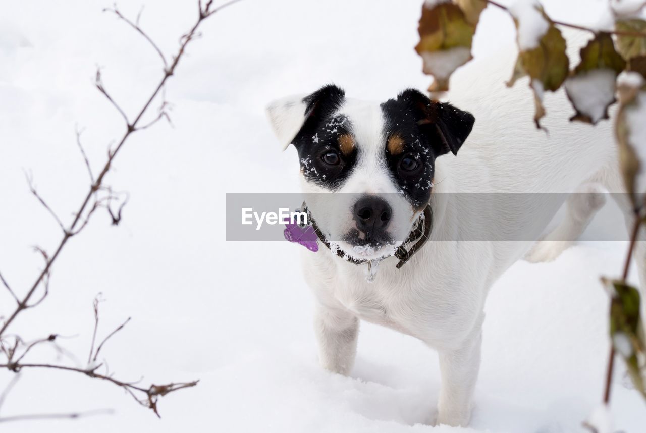 Portrait of dog during winter