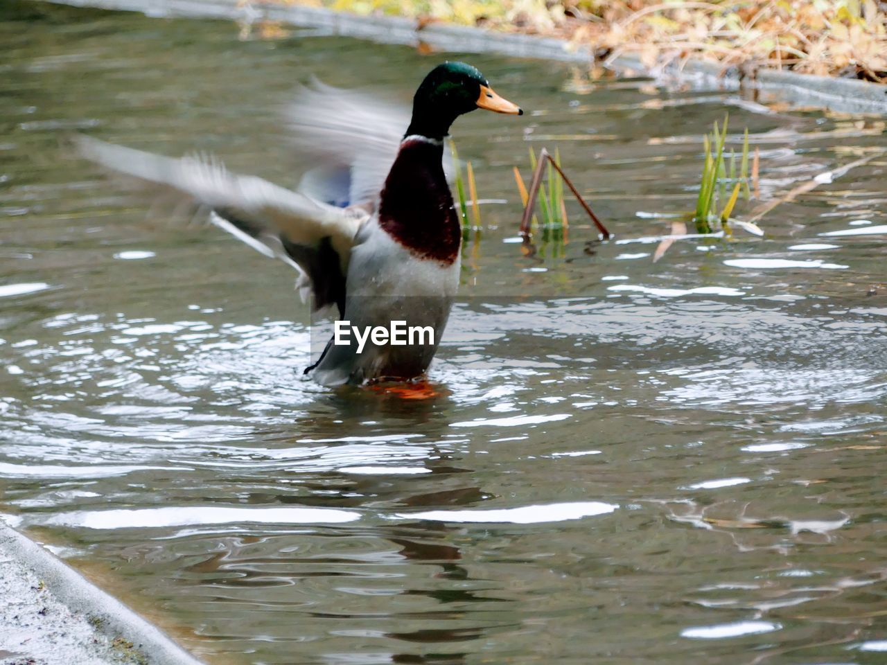 DUCKS SWIMMING ON LAKE