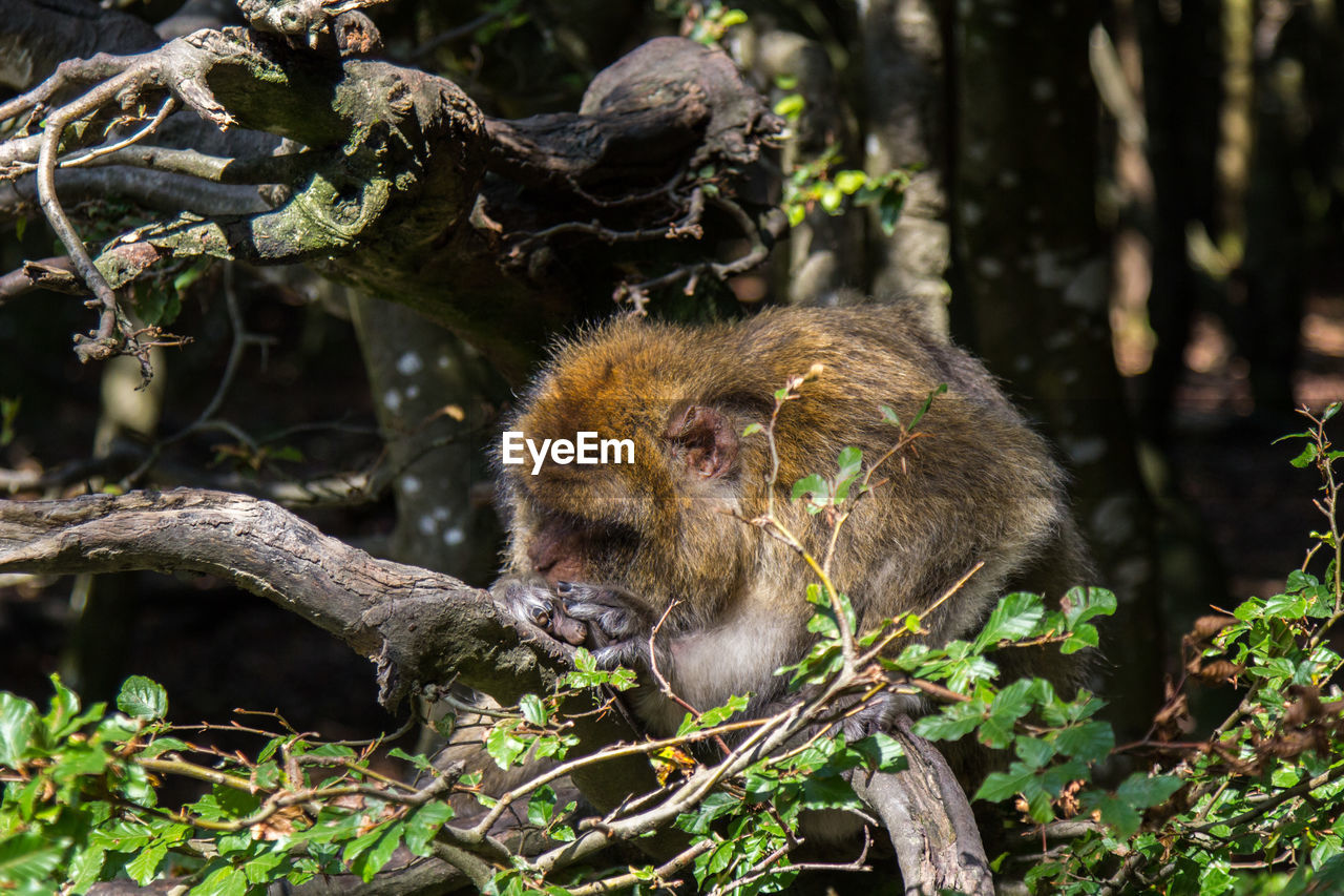 CLOSE-UP OF MONKEY ON TREE BRANCH