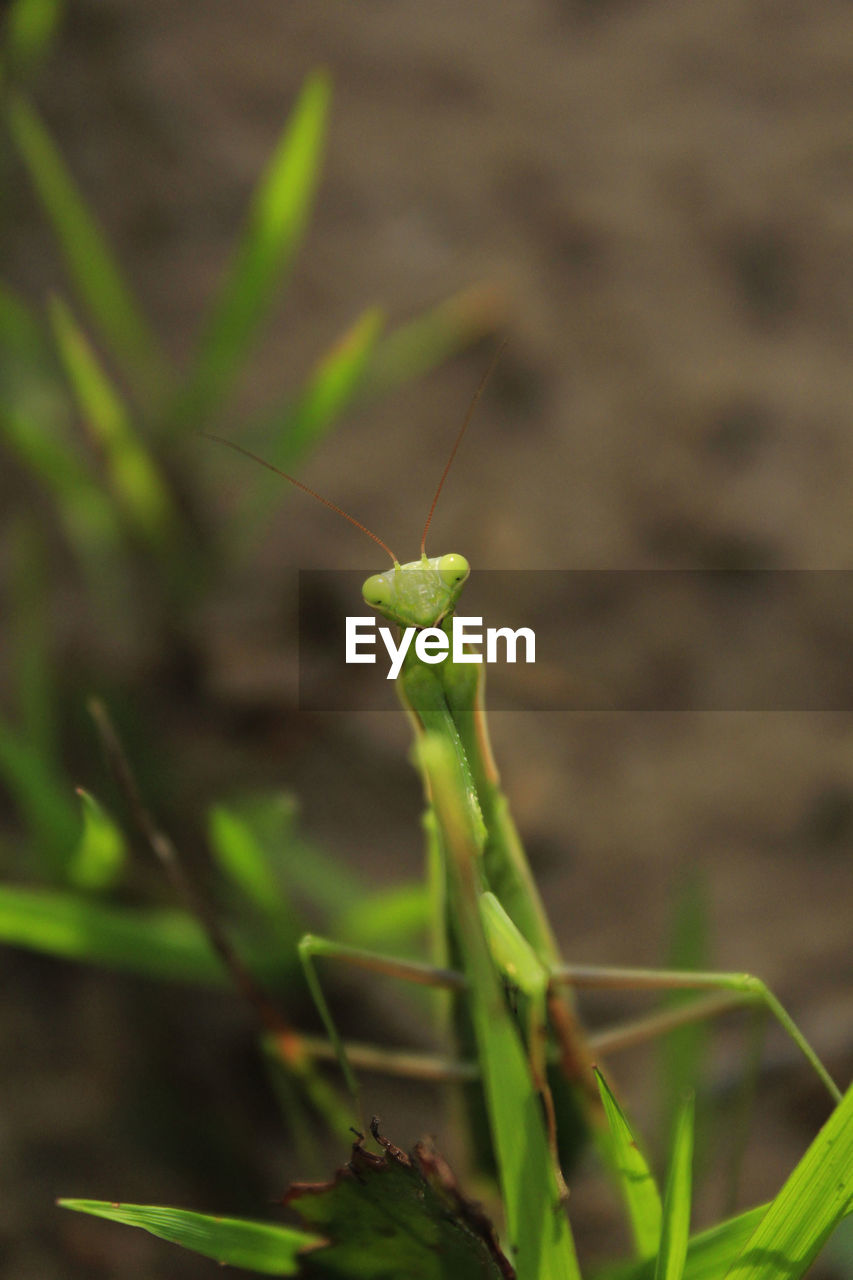 Close-up of praying mantis on grass
