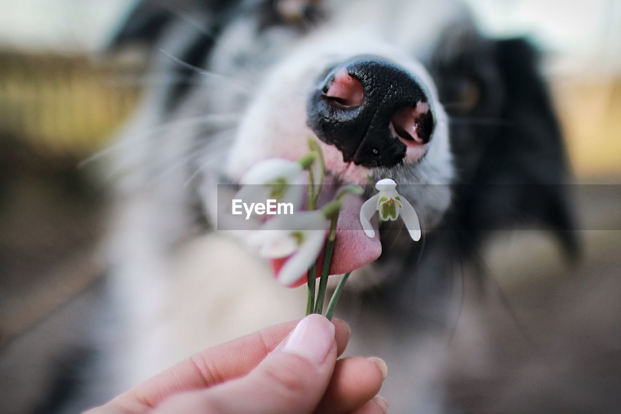 Close-up of dog licking flower being held by hand