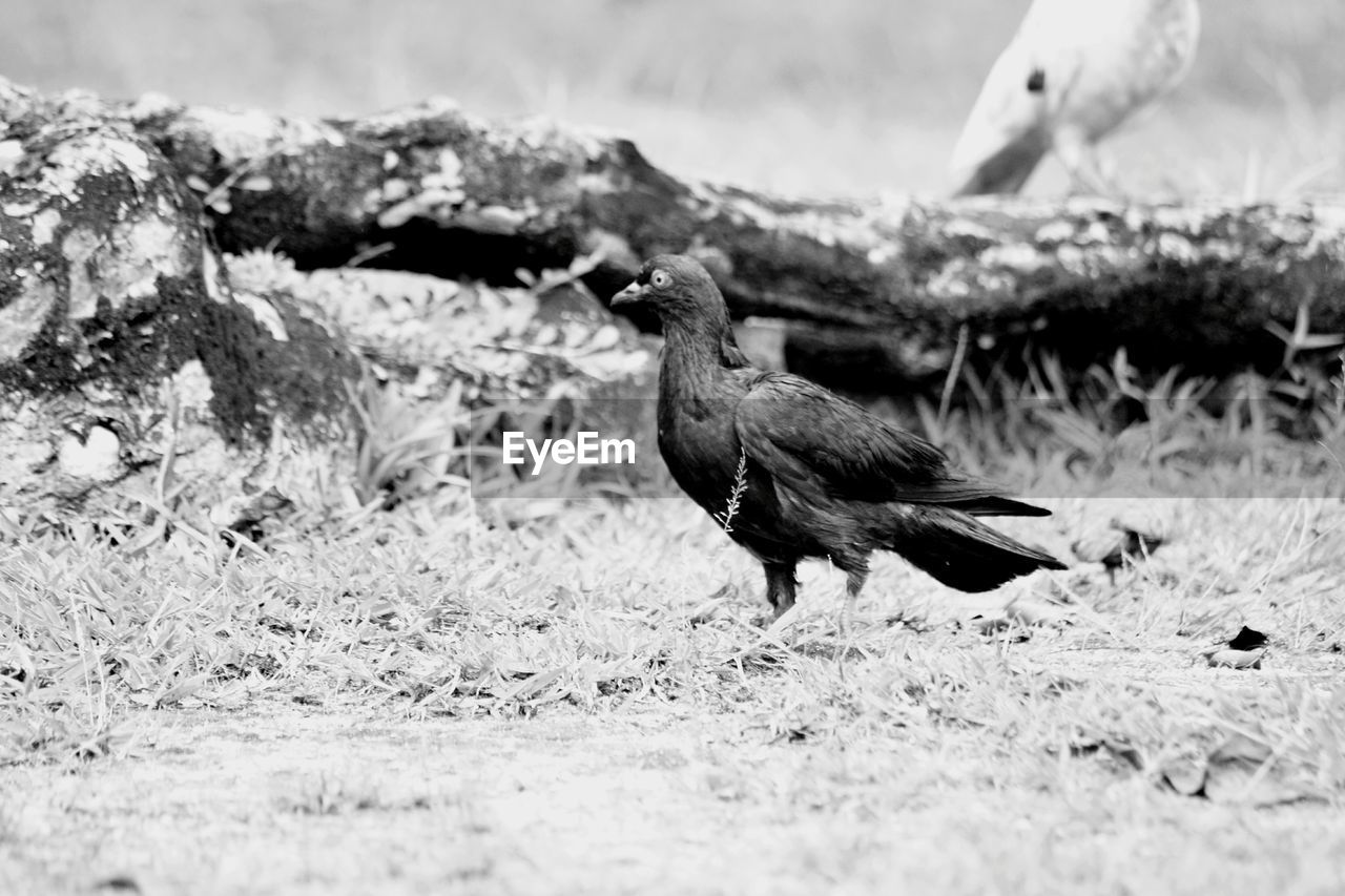 Close-up of bird perching on grassy field