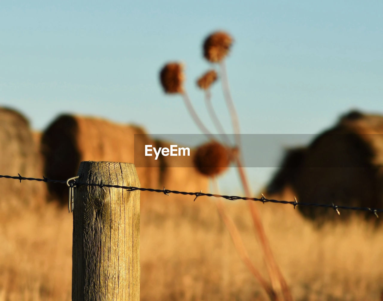 fence, wire, morning, barbed wire, sky, nature, mammal, focus on foreground, protection, security, animal themes, land, animal, agriculture, grass, no people, landscape, domestic animals, livestock, natural environment, field, day, plant, outdoors, group of animals, rural area, rural scene, animal wildlife, sunlight, environment, pet, wooden post