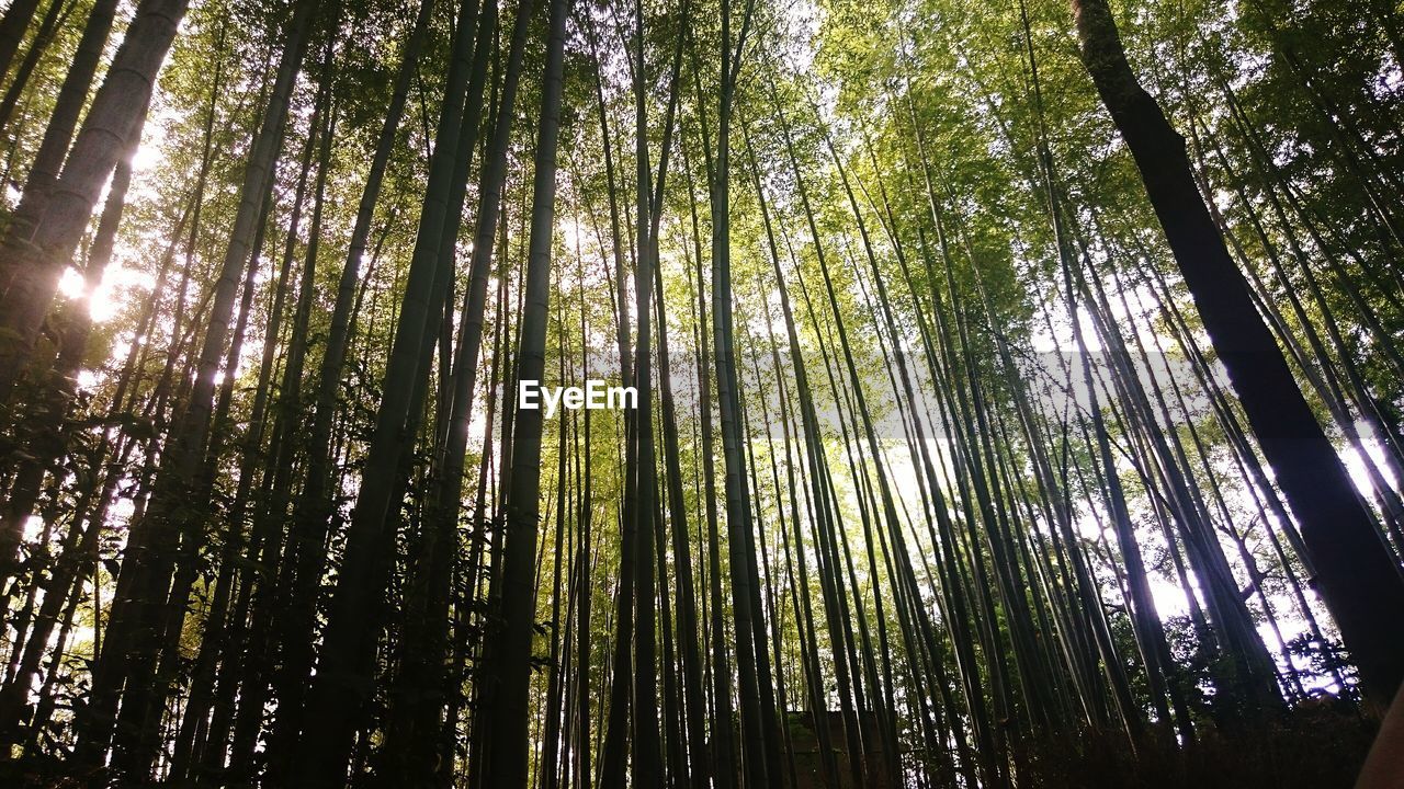 Low angle view of trees in the forest