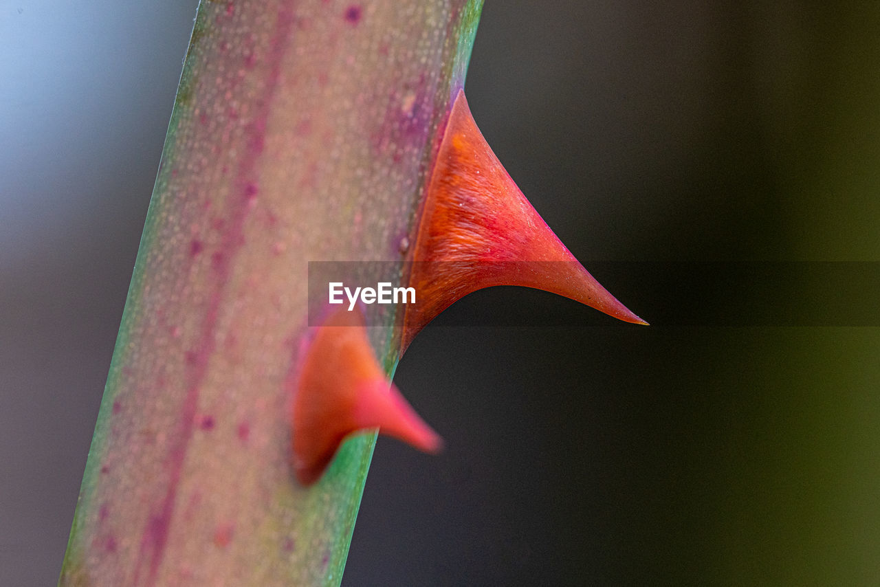 Close-up of red flower on leaf