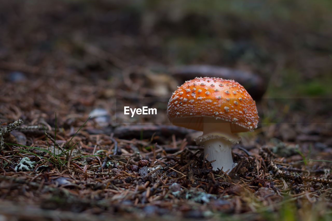 Close-up of mushroom on field