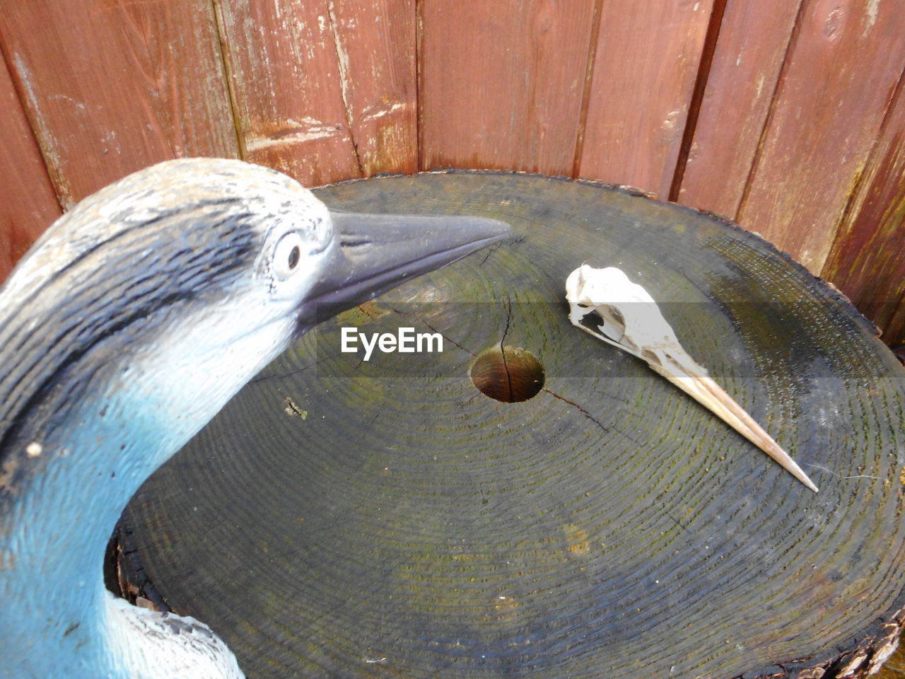 HIGH ANGLE VIEW OF A DUCK IN A WATER