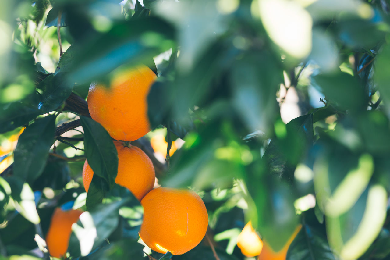 Orange fruits growing on tree