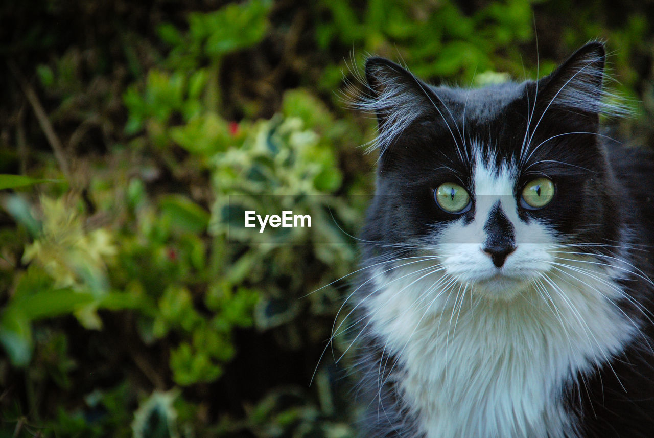 CLOSE-UP PORTRAIT OF CAT OUTDOORS