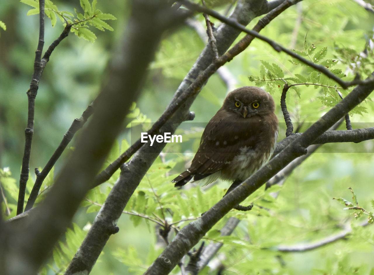 CLOSE-UP OF BIRD PERCHING ON TREE BRANCH